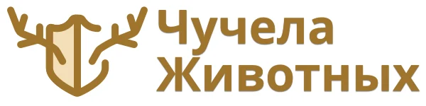 Изготовление трофейных чучел «Чучела Животных Урал»
